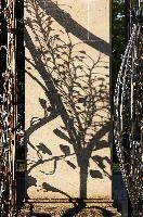 Regents Shadow.jpg
